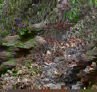 Understory Art In Nature - Surfers Gold Coast