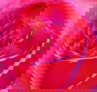 Abandon Stress Mobile Massage - Surfers Gold Coast