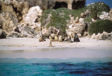 Australian Sea Lions - Surfers Gold Coast 0