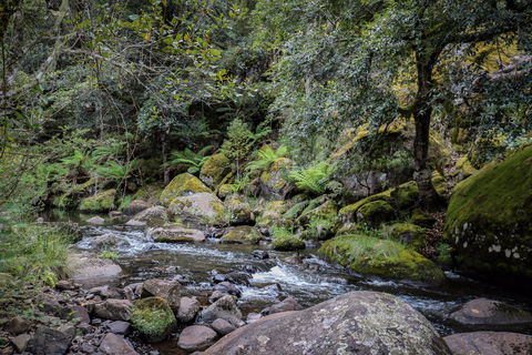 Barrington Tops State Forest - Surfers Gold Coast 1