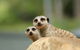 Billabong Zoo: Koala And Wildlife Park - thumb 1