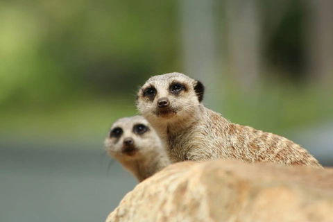 Billabong Zoo: Koala And Wildlife Park - Surfers Gold Coast 1
