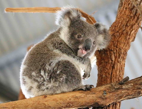 Billabong Zoo: Koala And Wildlife Park - Surfers Gold Coast 2