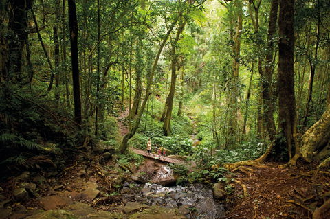 Bunya Mountains National Park - Surfers Gold Coast 1