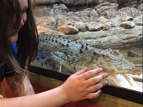 Canberra Reptile Zoo - Surfers Gold Coast 0