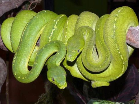 Canberra Reptile Zoo - Surfers Gold Coast 1