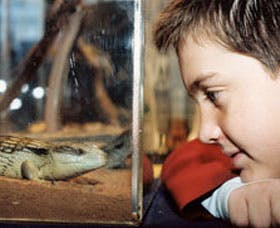 Canberra Reptile Zoo - Surfers Gold Coast 2