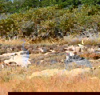 Cape Keraudren Nature Reserve - Surfers Gold Coast