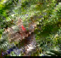 Depot Beach Rainforest Walk - Surfers Gold Coast
