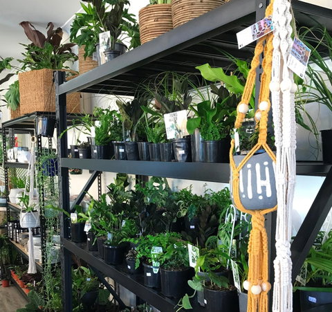 Fancy Plants - Surfers Gold Coast 0