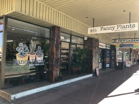 Fancy Plants - Surfers Gold Coast 1