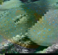 Fitzroy Island Dive Site - Surfers Gold Coast