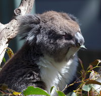 Gorge Wildlife Park - Surfers Gold Coast