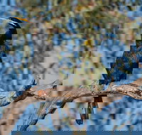 Greenough River Nature Trail - Surfers Gold Coast