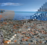 Hamelin Pool Stromatolites - Surfers Gold Coast