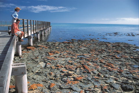 Hamelin Pool Stromatolites - Surfers Gold Coast 0