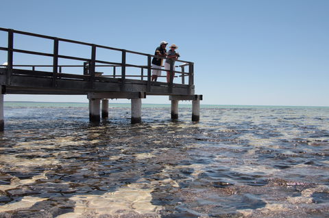 Hamelin Pool Stromatolites - Surfers Gold Coast 1