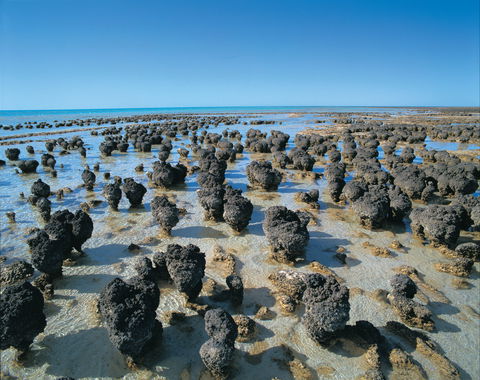 Hamelin Pool Stromatolites - Surfers Gold Coast 2