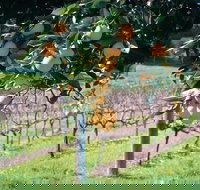 Harvey - Surfers Gold Coast