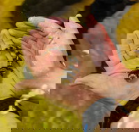 Irukandji Shark and Ray Encounters - Surfers Gold Coast