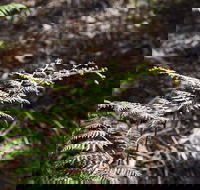 Langwarrin Flora and Fauna Reserve Walking Trails - Surfers Gold Coast