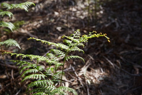 Langwarrin Flora And Fauna Reserve Walking Trails - Surfers Gold Coast 0