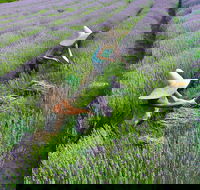 Lavandula Swiss Italian Farm - Surfers Gold Coast