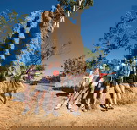 Magnetic Termite Mounds - Surfers Gold Coast