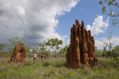 Magnetic Termite Mounds - Surfers Gold Coast 2