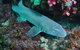 Middle Reef Dive Site - thumb 0