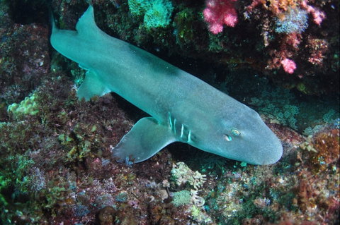 Middle Reef Dive Site - Surfers Gold Coast 0