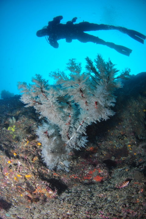 Middle Reef Dive Site - Surfers Gold Coast 1