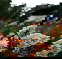 Newtown Park State Rose Garden - Surfers Gold Coast