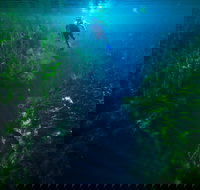 Piccaninnie Ponds Conservation Park - Surfers Gold Coast