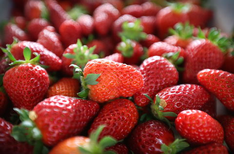 Ricardoes Tomatoes And Strawberries Farm, Port Macquarie - Surfers Gold Coast 1