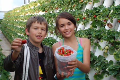 Ricardoes Tomatoes And Strawberries Farm, Port Macquarie - Surfers Gold Coast 2