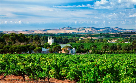 Seppeltsfield Road Barossa Valley - Surfers Gold Coast 1