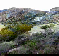 The Bellbird - Surfers Gold Coast