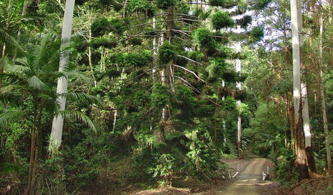 Way Way Creek Road Drive - Surfers Gold Coast 0