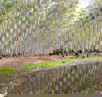 Wonga Wetlands - Surfers Gold Coast