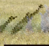 Woodlands Historic Park - Surfers Gold Coast