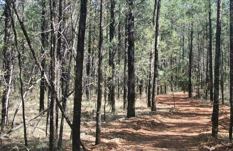 Yana-y Warruwi Walking Track - Surfers Gold Coast 0