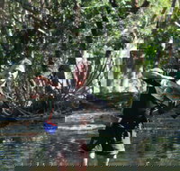 Barra Feeding - Surfers Gold Coast