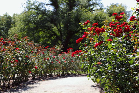 Benalla Botanical Gardens - Surfers Gold Coast 0