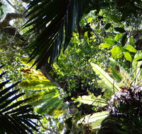 Byrrill Creek Walking Track - Surfers Gold Coast