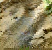 Darling Downs Zoo - Surfers Gold Coast