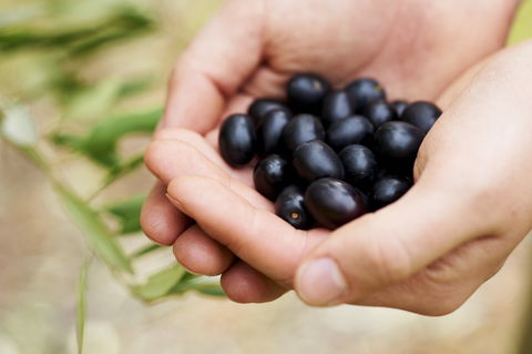 Eat, Pick, Grow Trail - Wanneroo And Chittering - Surfers Gold Coast 0