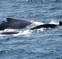 Gerringong Whale Watching Platform - Surfers Gold Coast