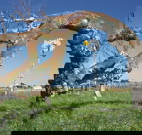 Greenough Leaning Trees - Surfers Gold Coast