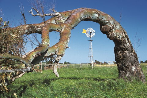 Greenough Leaning Trees - Surfers Gold Coast 0
